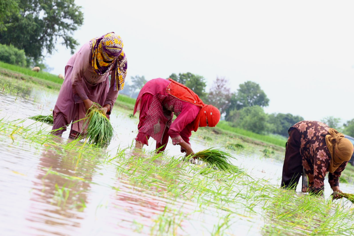 Ny Oxfamrapport: ett steg närmare levnadsinkomst för bönder